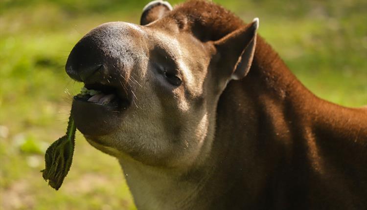 Tapirs & Tapas at Newquay Zoo