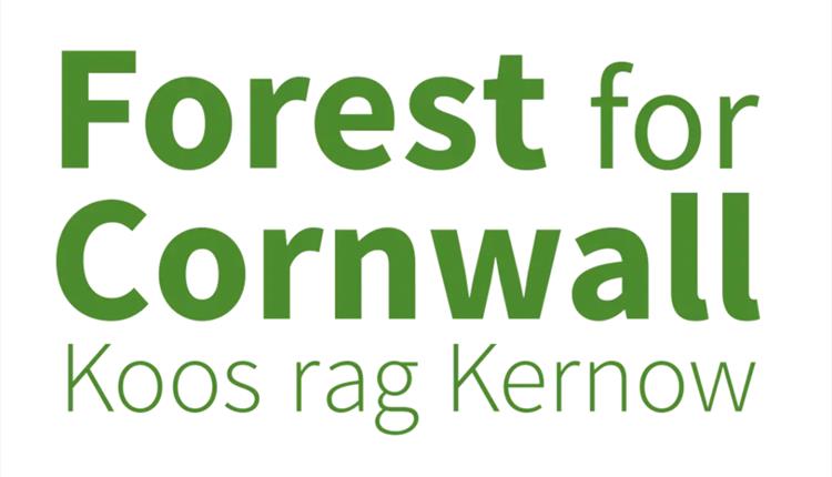 Big Newquay Tree Plant