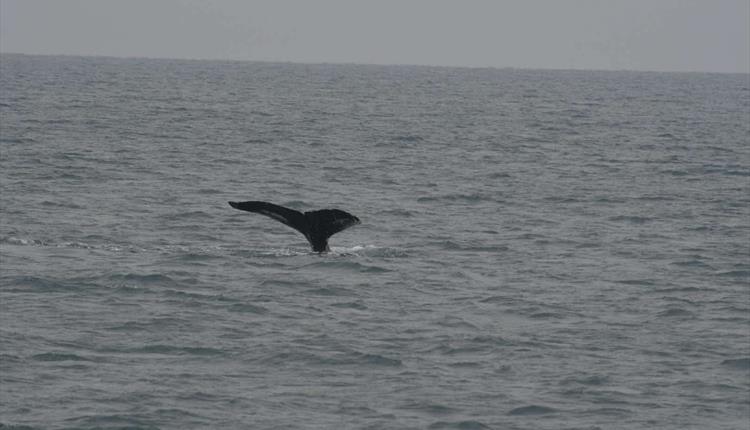 Whale Spotting with Newquay Sea Safaris