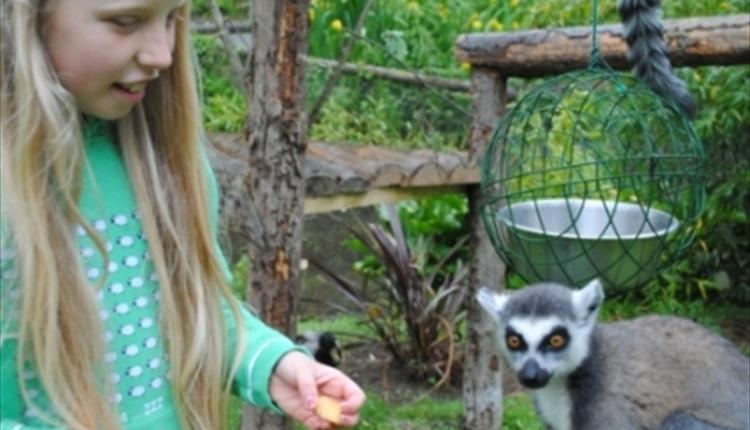 Newquay Zoo
