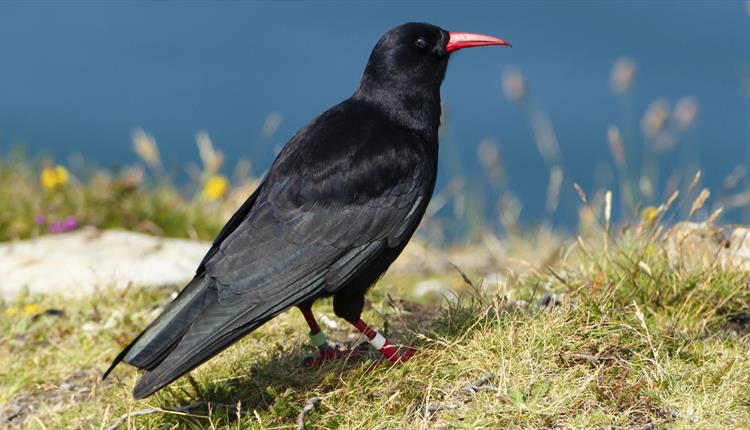 Cornish Birds & Chough Talks at Trerice