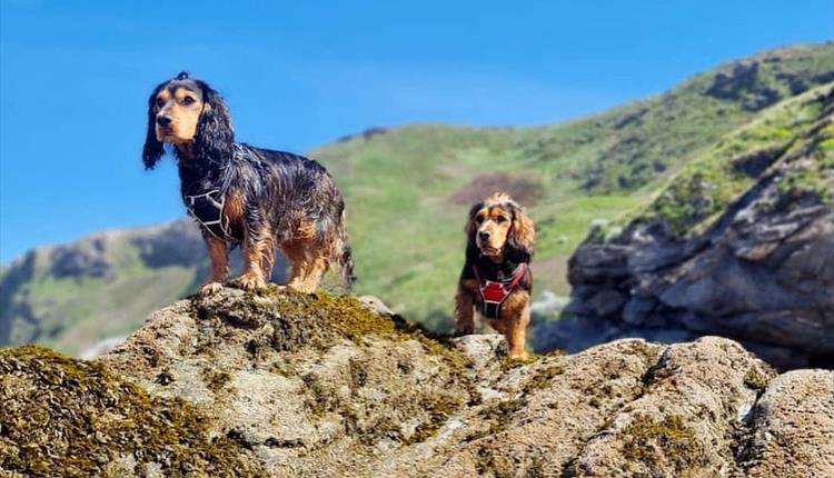 Cocker Spaniel Meet-Up 2024 @ Watergate Bay