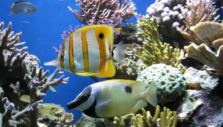 Ocean Explorers at Newquay's Blue Reef Aquarium