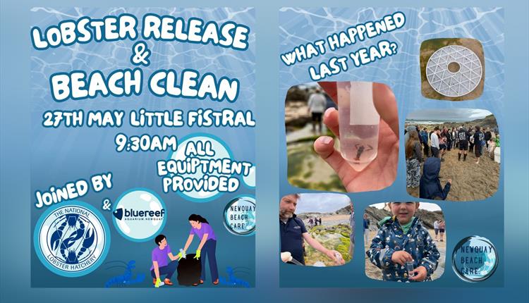 Beach Clean and Baby Lobster Release