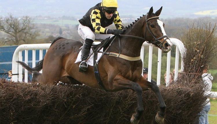 Point to Point Horse Racing at Trebudannon 2024