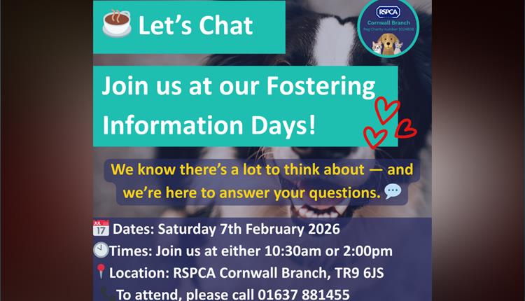 Foster Information Day at RSPCA Cornwall Branch
