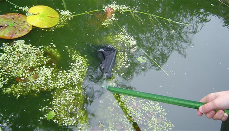 Try your hand at Pond Dipping at Lanhydrock