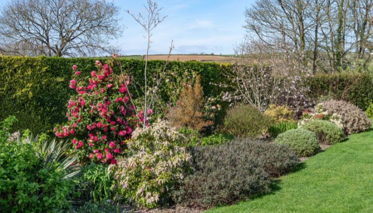 National Garden Scheme at Rose Morran