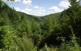 Cardinham Woods