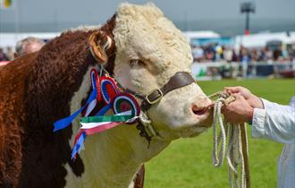 Royal Cornwall Show 2024