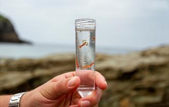 Baby Lobster Release at Little Fistral