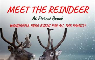 Meet the Reindeers at Fistral Beach