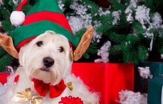 Doggy Festive Market at Royal Cornwall Showground 2024