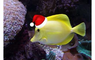 Christmas Pudding Trail at Blue Reef Aquarium