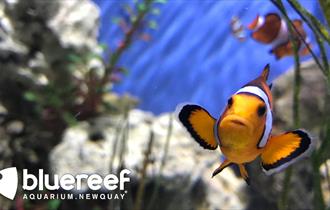 Blue Reef Aquarium