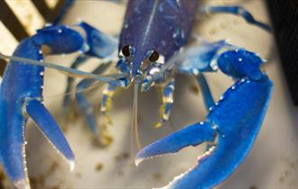 Lob Tropicana! at The National Lobster Hatchery