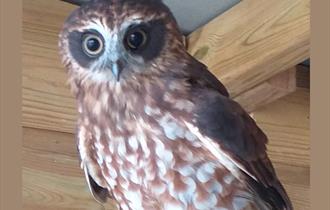 Father's Day Weekend at Screech Owl Sanctuary