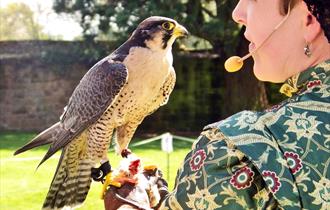 Tudor Week and Falconry Displays at Trerice