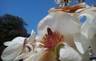 Magnolia at Lanhydrock