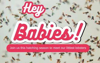 Hey Babies! May half-term at The National Lobster Hatchery