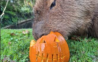 Kids Go Free this October Half Term at Newquay Zoo