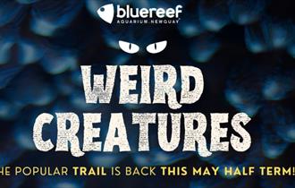 'Weird Creature's' at Newquay's Blue Reef Aquarium