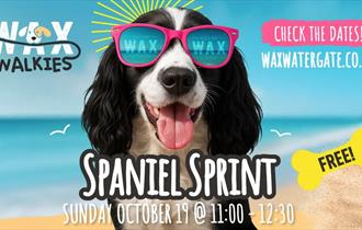 Spaniel Sprint at WAX Watergate Bay