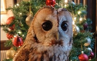 Christmas weekends at Screech owl Sanctuary