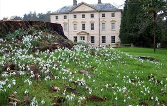 Snowdrops at Pencarrow