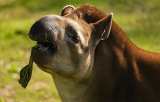 Tapirs & Tapas at Newquay Zoo