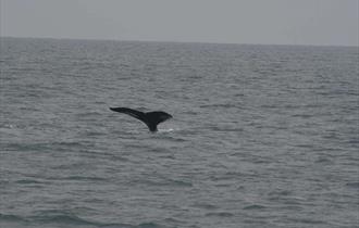 Whale Spotting with Newquay Sea Safaris