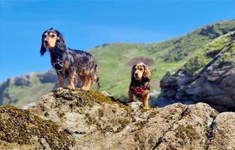 Cocker Spaniel Meet-Up 2024 @ Watergate Bay