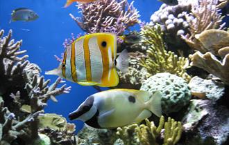 Ocean Explorers at Newquay's Blue Reef Aquarium