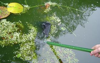 Try your hand at Pond Dipping at Lanhydrock