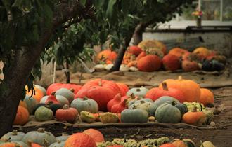 Heligan Harvest