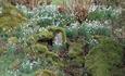 Snowdrops at Pencarrow