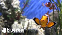 Blue Reef Aquarium