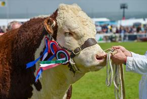 Royal Cornwall Show