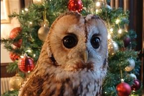 Christmas weekends at Screech owl Sanctuary