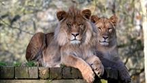 Newquay Zoo Lions