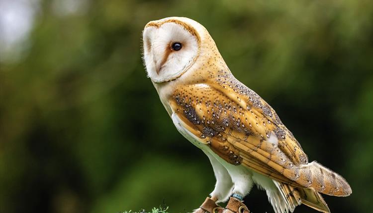 Screech Owl Sanctuary Autumn Weekend Specials 2023