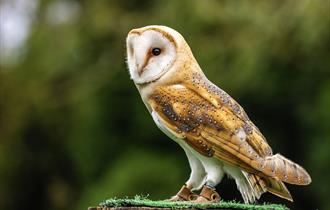 Screech Owl Sanctuary Autumn Weekend Specials 2023