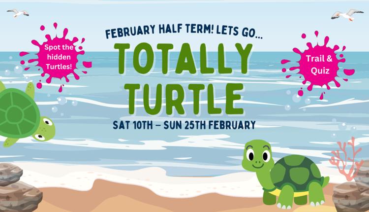 Totally Turtles at Newquay's Blue Reef Aquarium