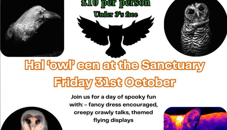 Halloween at the Screech Owl Sanctuary 2025 Halloween at the Screech Owl Sanctuary 2025