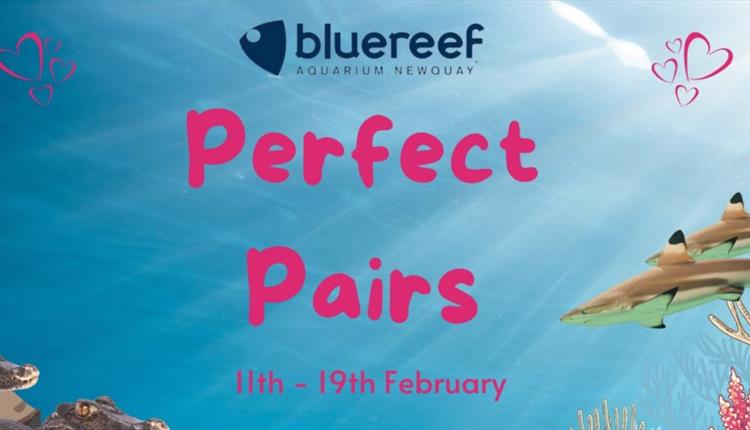 Perfect Pairs at Blue Reef Aquarium this February Half Term