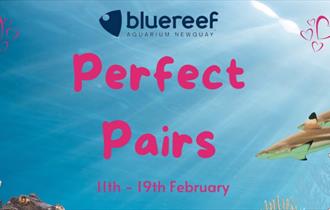 Perfect Pairs at Blue Reef Aquarium this February Half Term