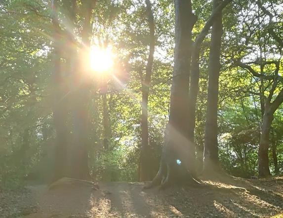 Forest bathing