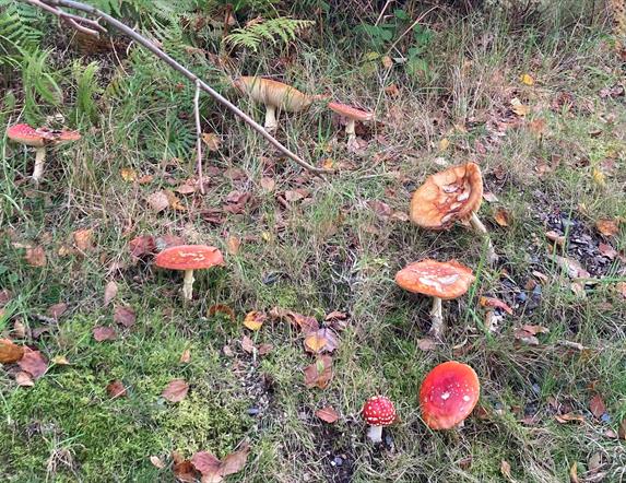 Foraging Funghi  in Finnebrogue Woods