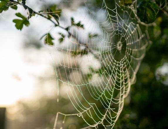 Discover the origins, traditions and folklore of Halloween (Samhain) at Ulster Folk Museum.
