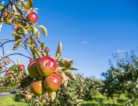 Apples at Ardress